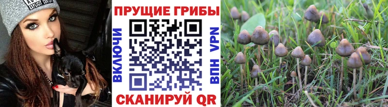 Псилоцибиновые грибы прущие грибы Королёв